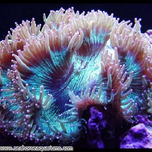 Elegance Coral - Seahorse Aquariums Ltd