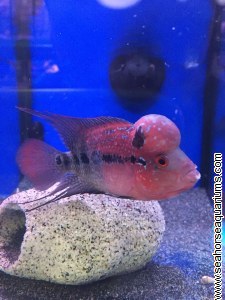 cara jaga ikan flowerhorn