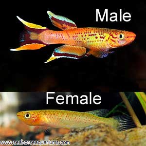 Golden Lyretail Killifish - Seahorse Aquariums Ltd