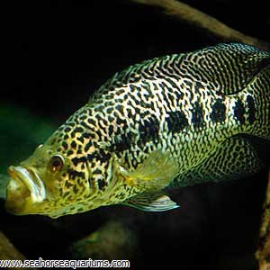 jaguar managuense cichlid