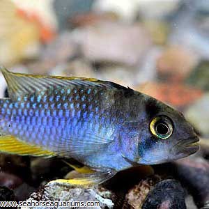 panda cichlid