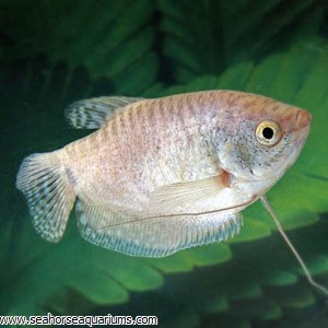 Platinum Gourami - Seahorse Aquariums Ltd