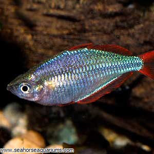 neon dwarf rainbow fish