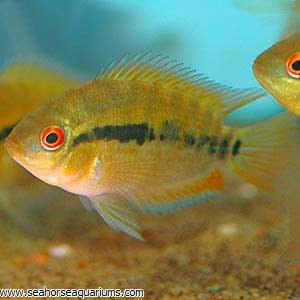 red rainbow cichlid