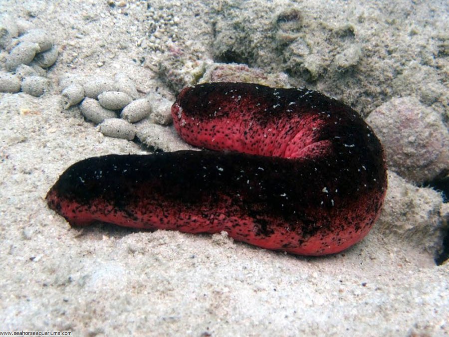 Sea Cucumber Seahorse Aquariums Ltd