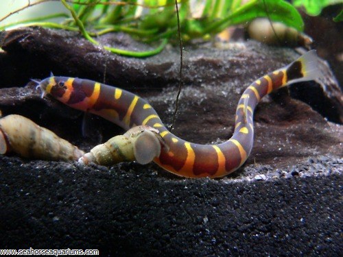 Striped Kuhli Loach - Seahorse Aquariums Ltd