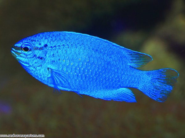 Electric Blue Damsels - Seahorse Aquariums Ltd