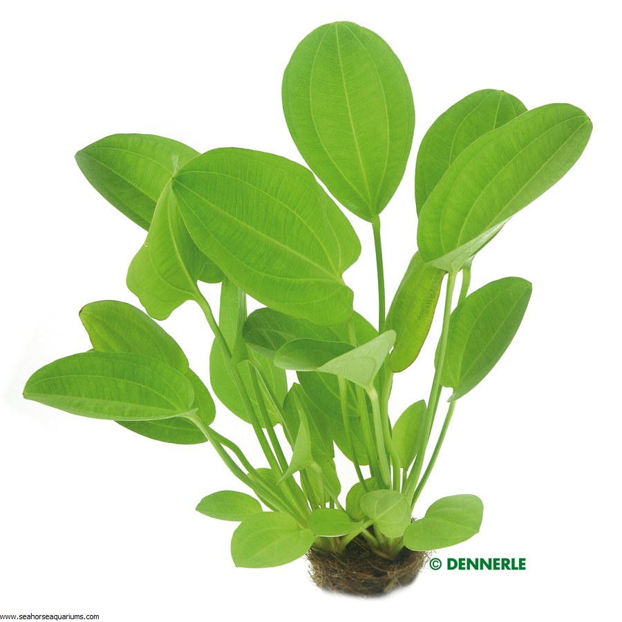 echinodorus grisebachii goldfish