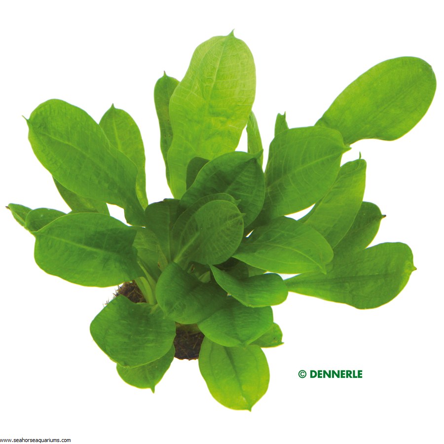 echinodorus grisebachii goldfish