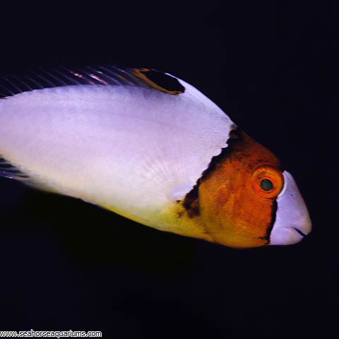 bicolor parrotfish