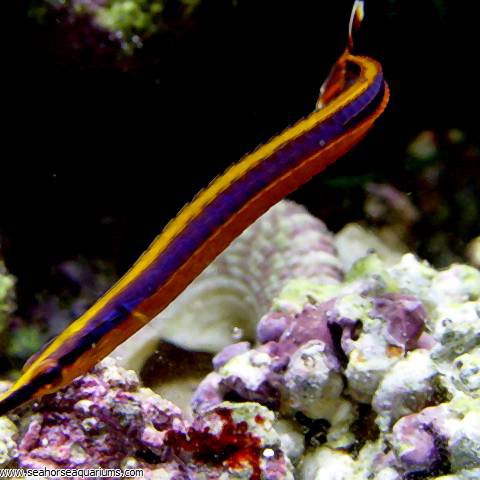 pipe fish tank