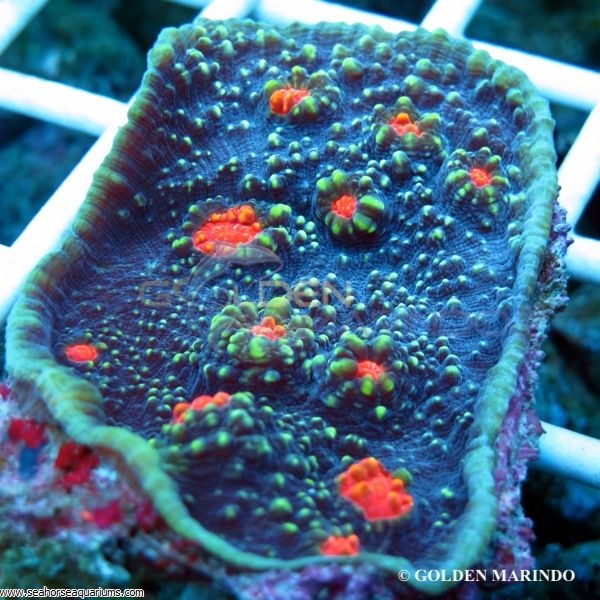 Chalice Coral Seahorse Aquariums Ltd