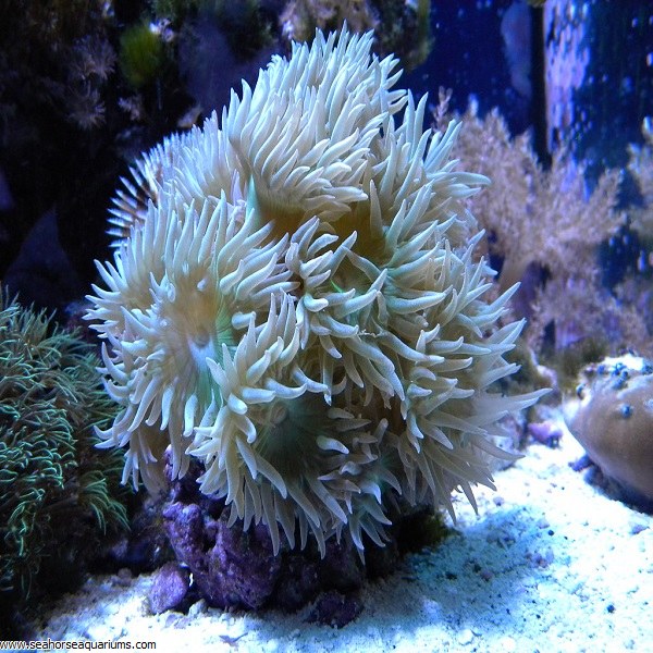 Duncan Coral (Per Polyp) - Seahorse Aquariums Ltd