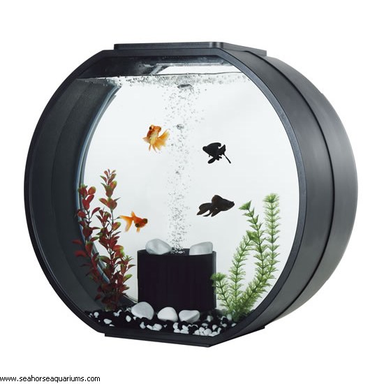 Extra Large Glass Aquarium 54L - Seahorse Aquariums Ltd