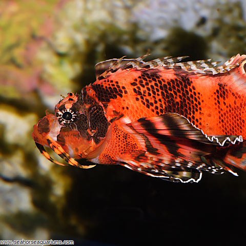 Fu Manchu Lionfish Seahorse Aquariums Ltd