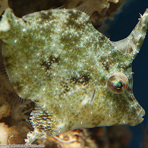 Matted Filefish - Seahorse Aquariums Ltd