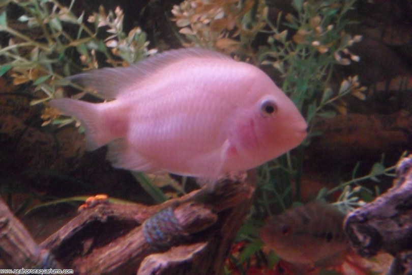 albino convict cichlid