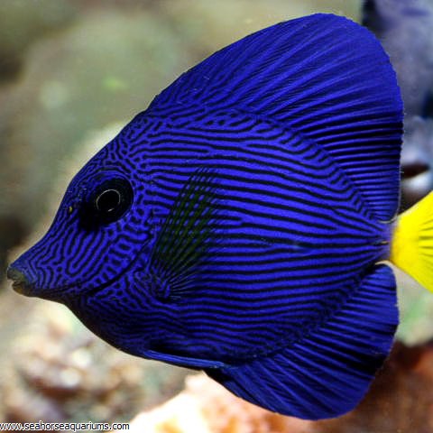 purple tang fish