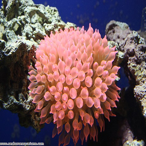 Rose Bulb Anemone - Seahorse Aquariums Ltd