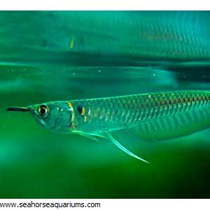 Silver Arowana - Seahorse Aquariums Ltd