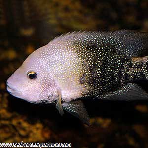 Texas Cichlid Seahorse Aquariums Ltd