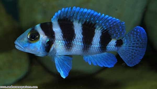 ram cichlid sale