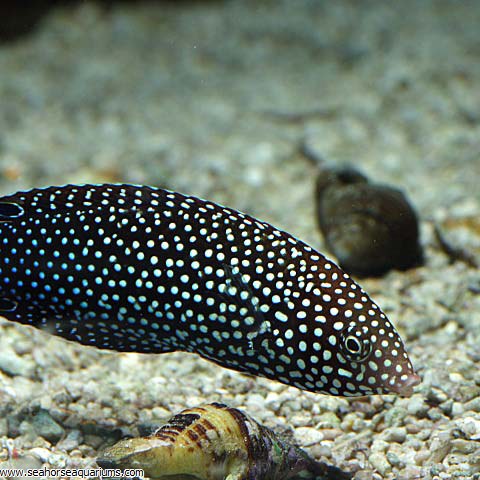 yellow wrasse care