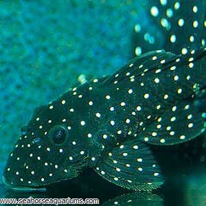 Trinidad Pleco Seahorse Aquariums Ltd