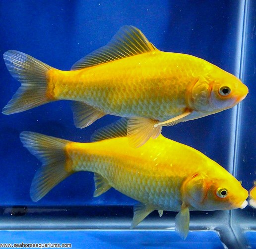 yellow comet goldfish