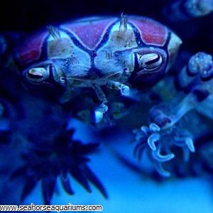 Pompom Anemone Crab Seahorse Aquariums Ltd