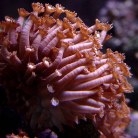 Flowerpot Red / Purple Coral