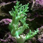 Green Nephthea Soft Coral