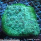 Chalice Coral - Echinophyllia