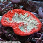 Chalice Coral Red