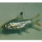 Tinfoil Red Tail Barb