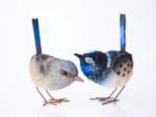 Animal Blue Wren Pair