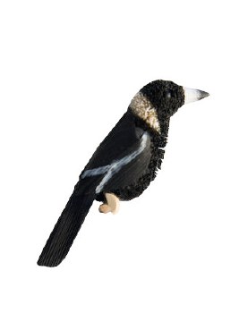 Animal magnet Magpie