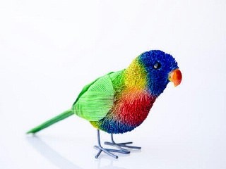 Rainbow Lorrikeet