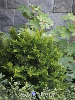 Cypress Jade Waves 5 Gal River Valley Horticultural