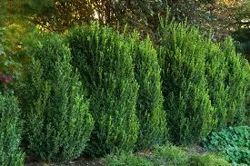 Boxwood American 30 36 River Valley Horticultural