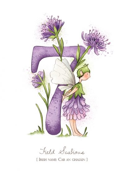 BFF No 7 Field Scabious