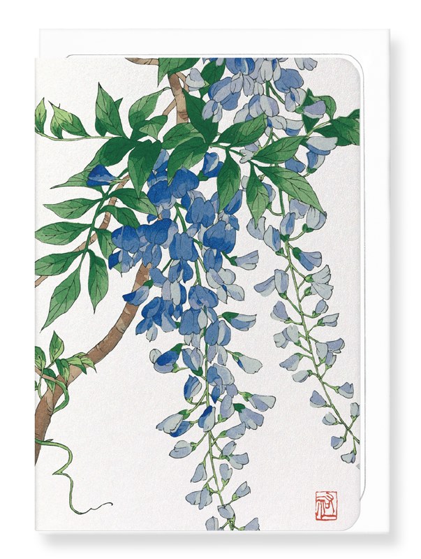 Ezen Blue Wisteria