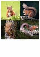 Wildlife Coasters 04 Squirrel