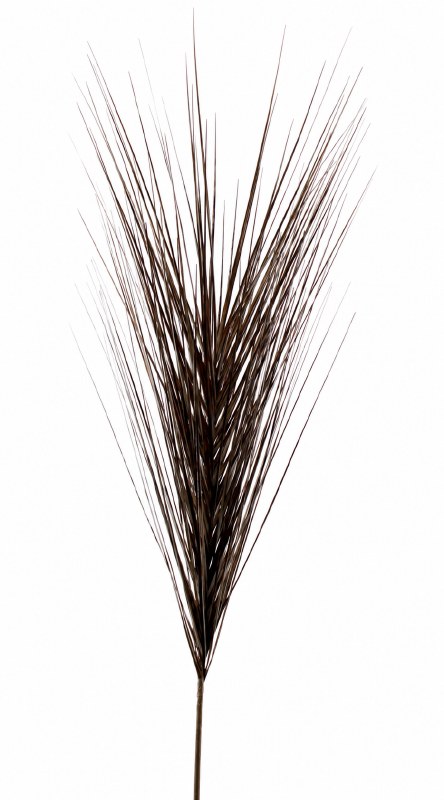 Christmas Onion Grass Black/ Gold 48"