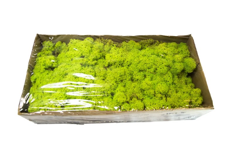 Florist Moss Spring Green 500grams