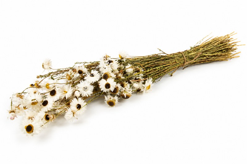 Dried Large Daisy Bunch