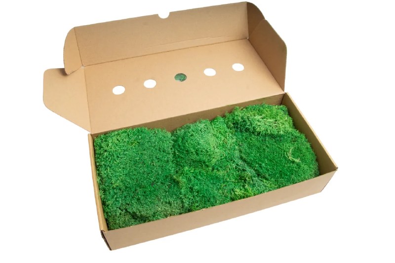Florist Moss Hedgehod Medium Green