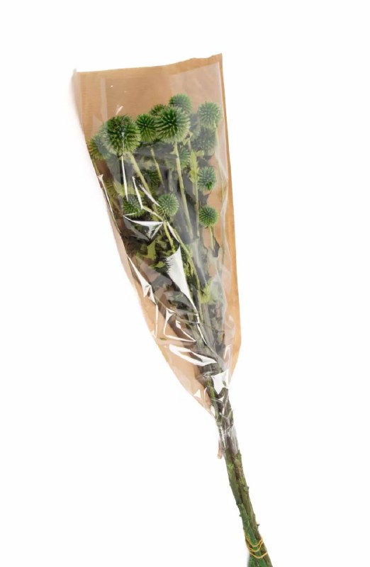 Picture of Preserved Ecinops Apple Green