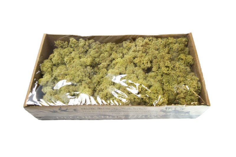 Picture of Florist Icelandic Moss Old Green 500grams