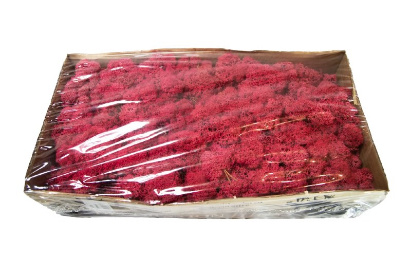 Florist Icelandic Moss Crimson 500grams